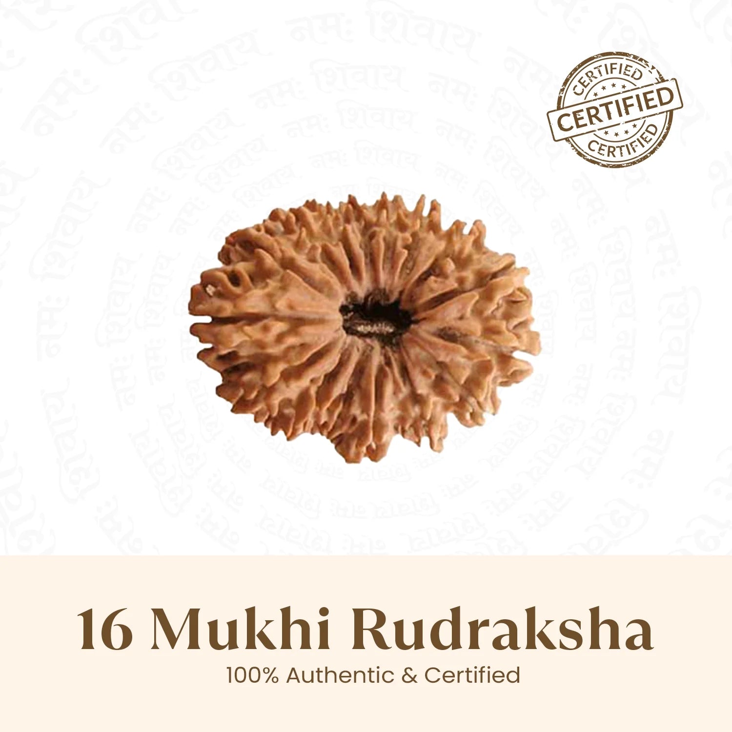 Nepal Origin 16 Mukhi Rudraksha - 17mm to 22mm