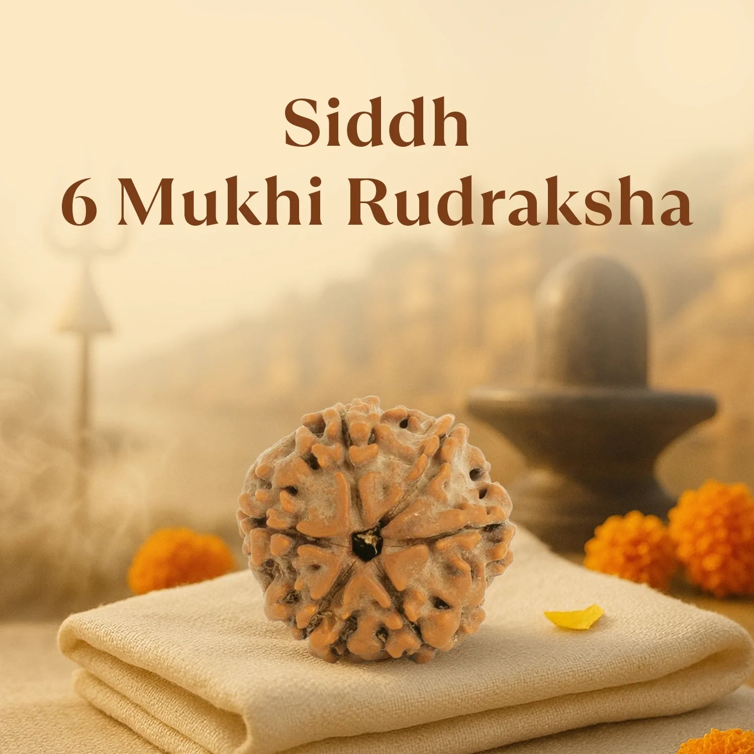 Kashi Siddh Nepal Origin 6 Mukhi Rudraksha - 17mm to 22mm