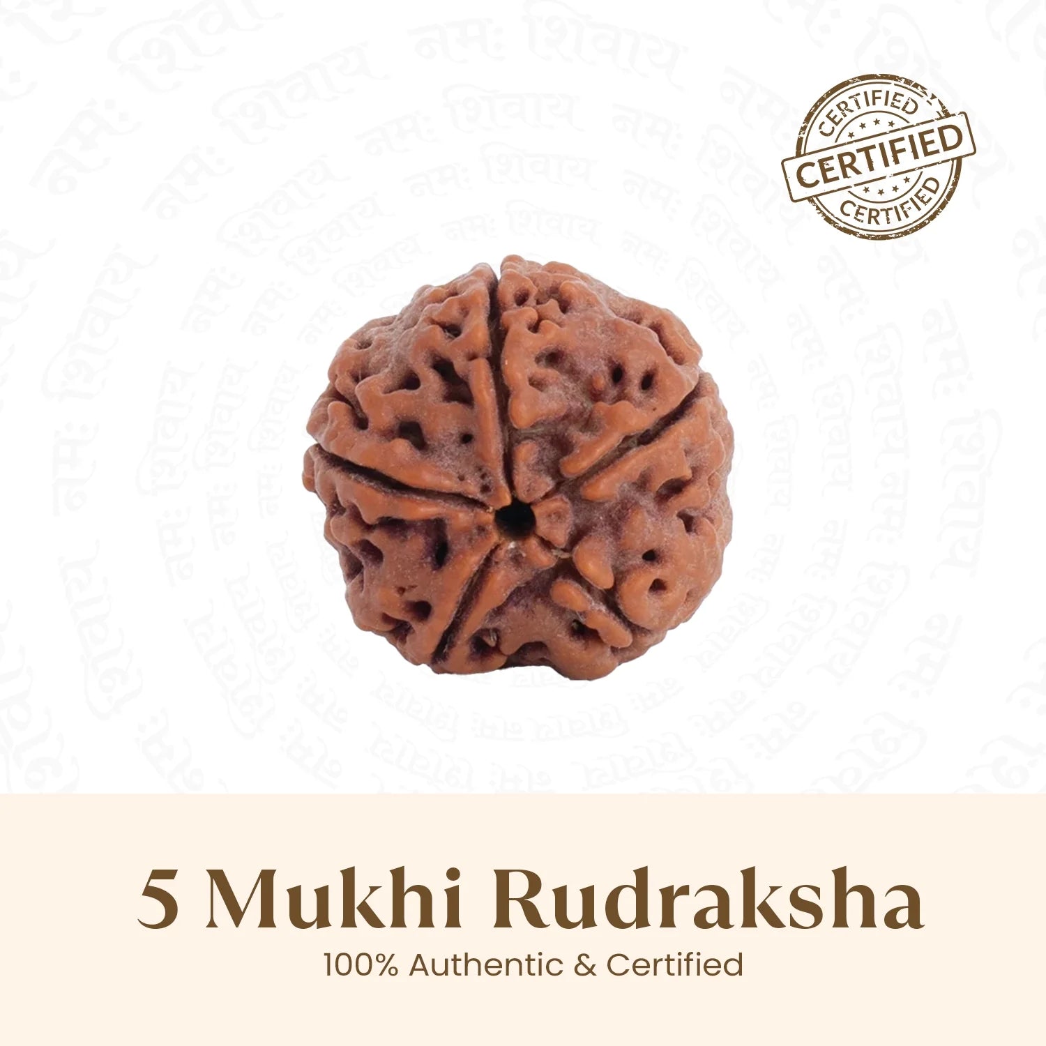 Nepal Origin 5 Mukhi Rudraksha Bead