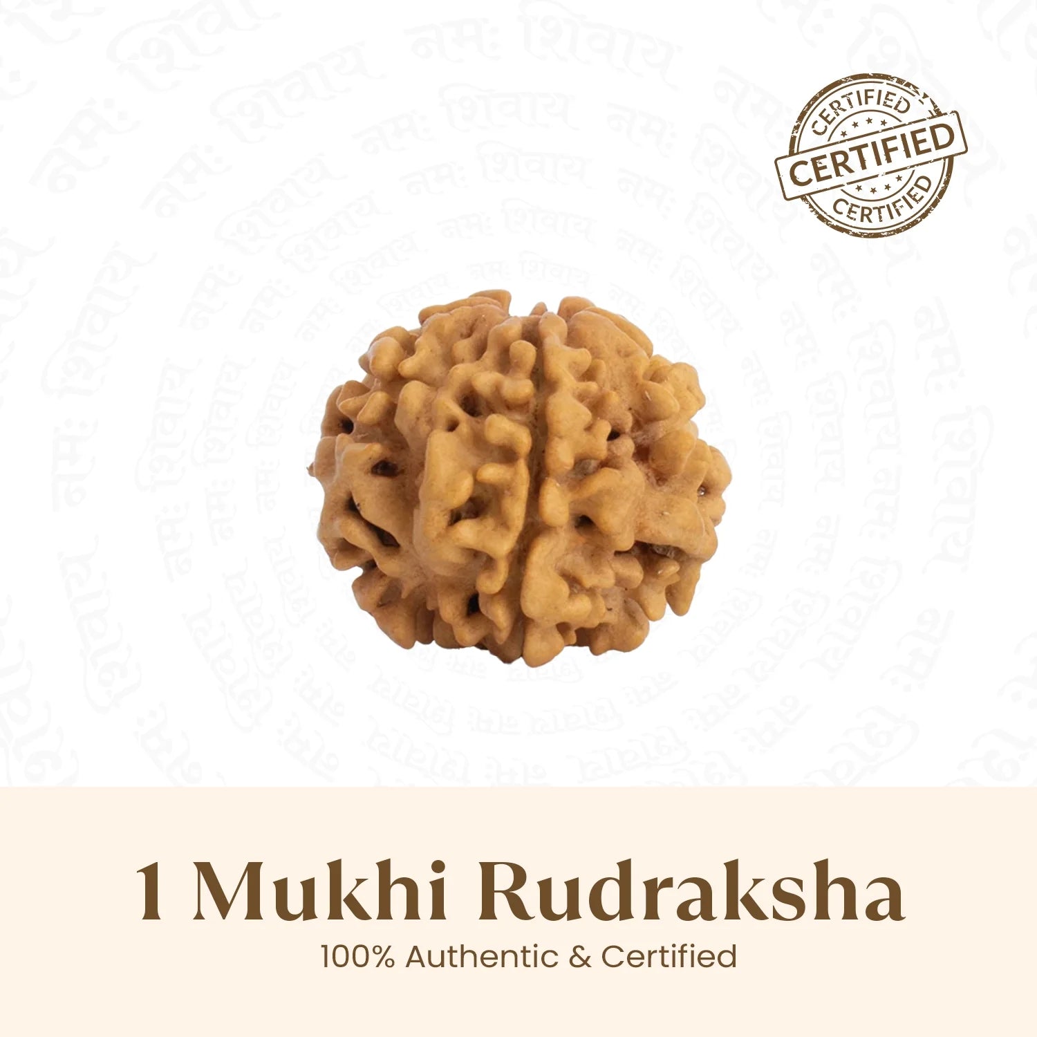 Nepal Origin 1 Mukhi Rudraksha - 17mm to 22mm (Under Developed)