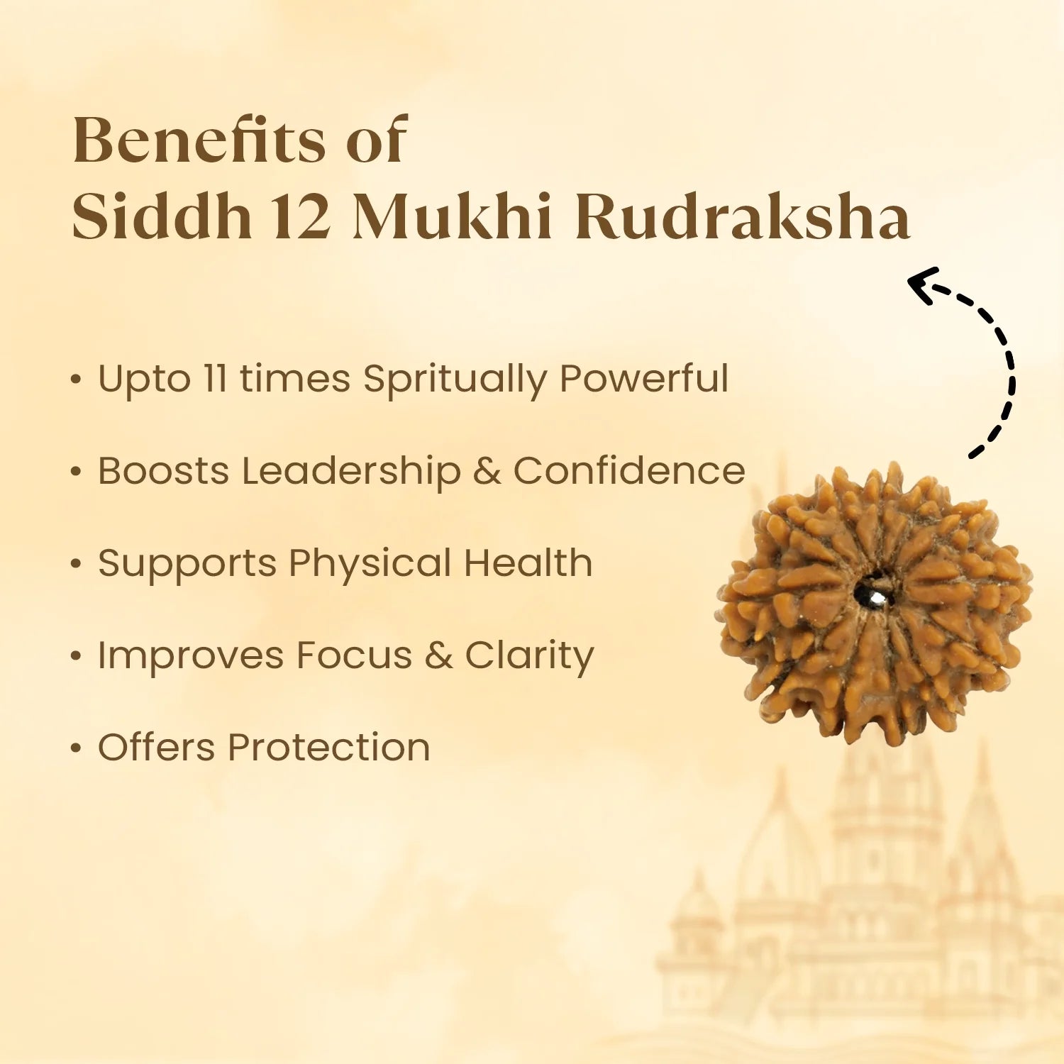 Kashi Siddh Nepal Origin 12 Mukhi Rudraksha - 17mm to 22mm