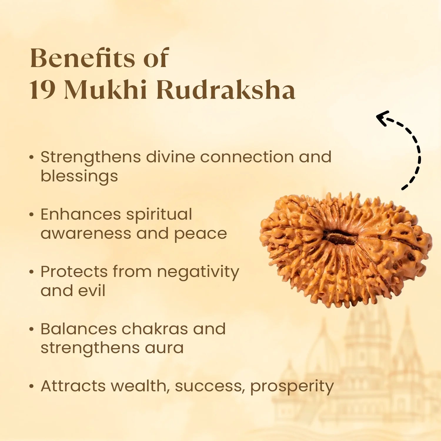Nepal Origin 19 Mukhi Rudraksha - 17mm to 22mm