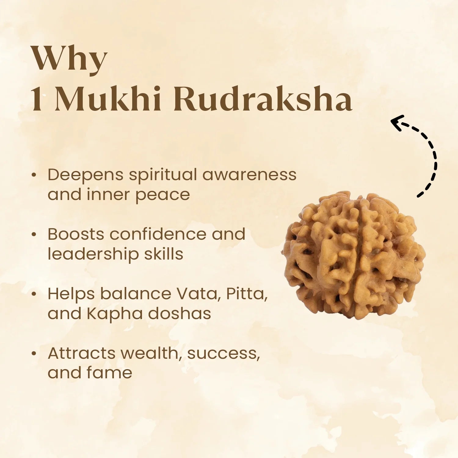 Nepal Origin 1 Mukhi Rudraksha - 17mm to 22mm (Under Developed)