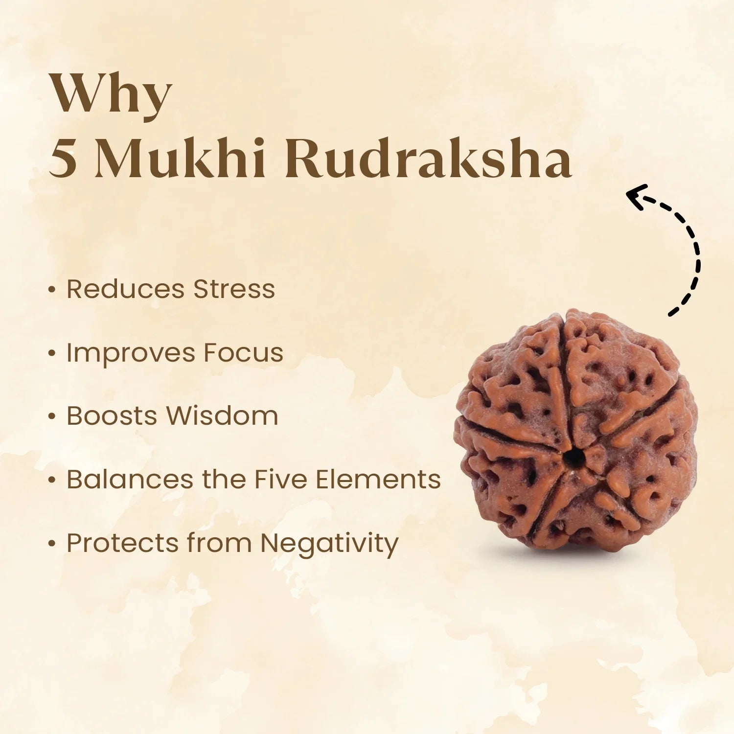Nepal Origin 5 Mukhi Rudraksha Bead