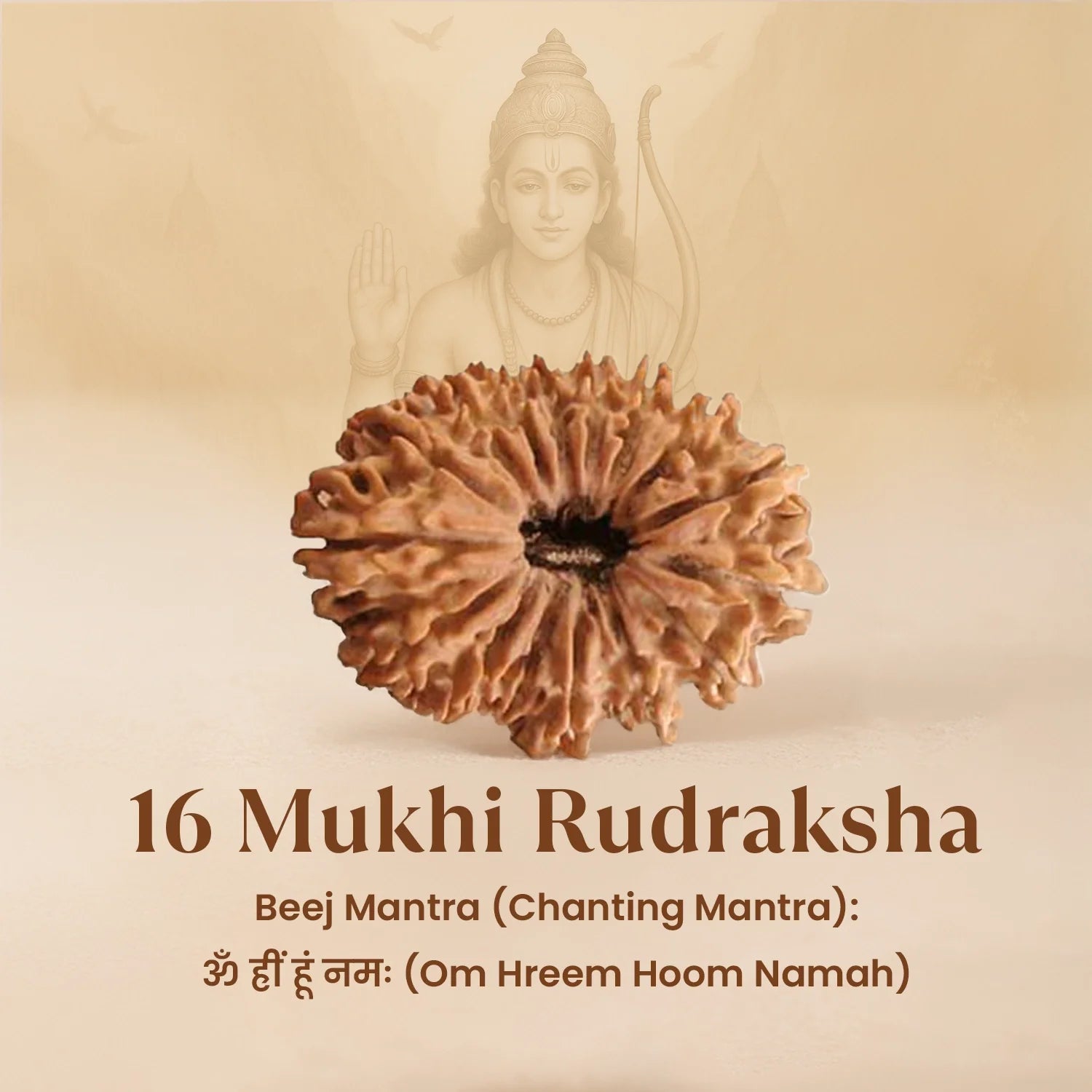Nepal Origin 16 Mukhi Rudraksha - 17mm to 22mm