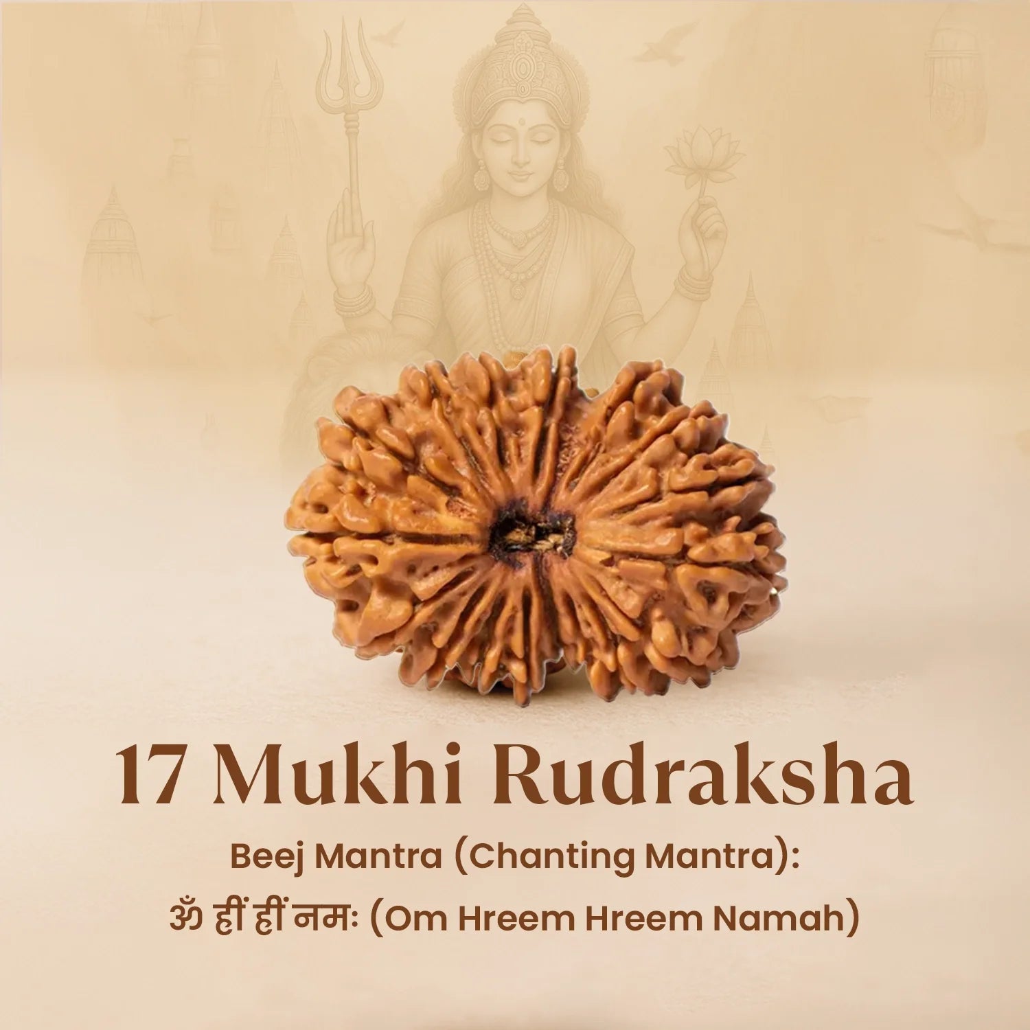 Nepal Origin 17 Mukhi Rudraksha - 17mm to 22mm