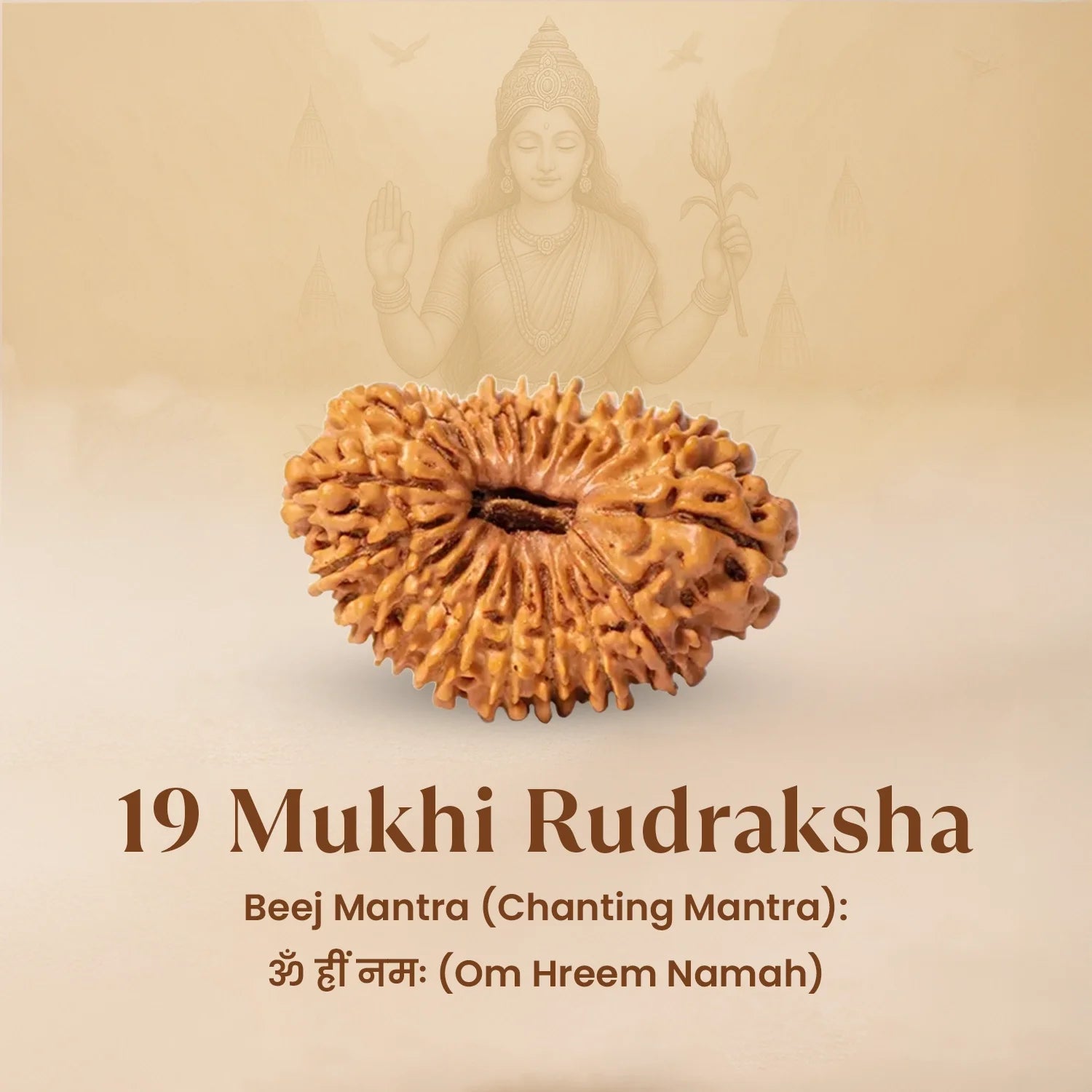 Nepal Origin 19 Mukhi Rudraksha - 17mm to 22mm
