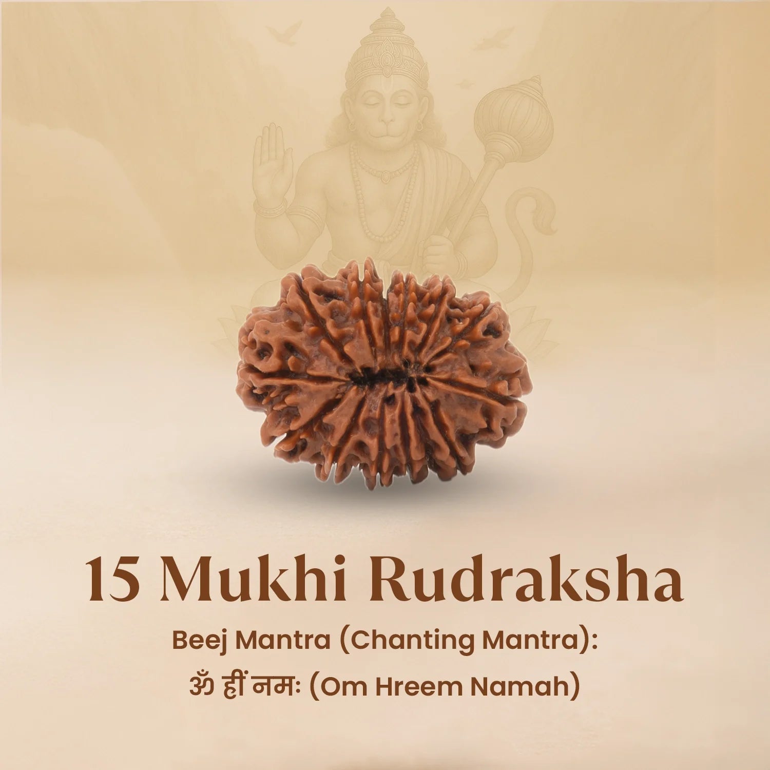 Nepal Origin 15 Mukhi Rudraksha - 17mm to 22mm