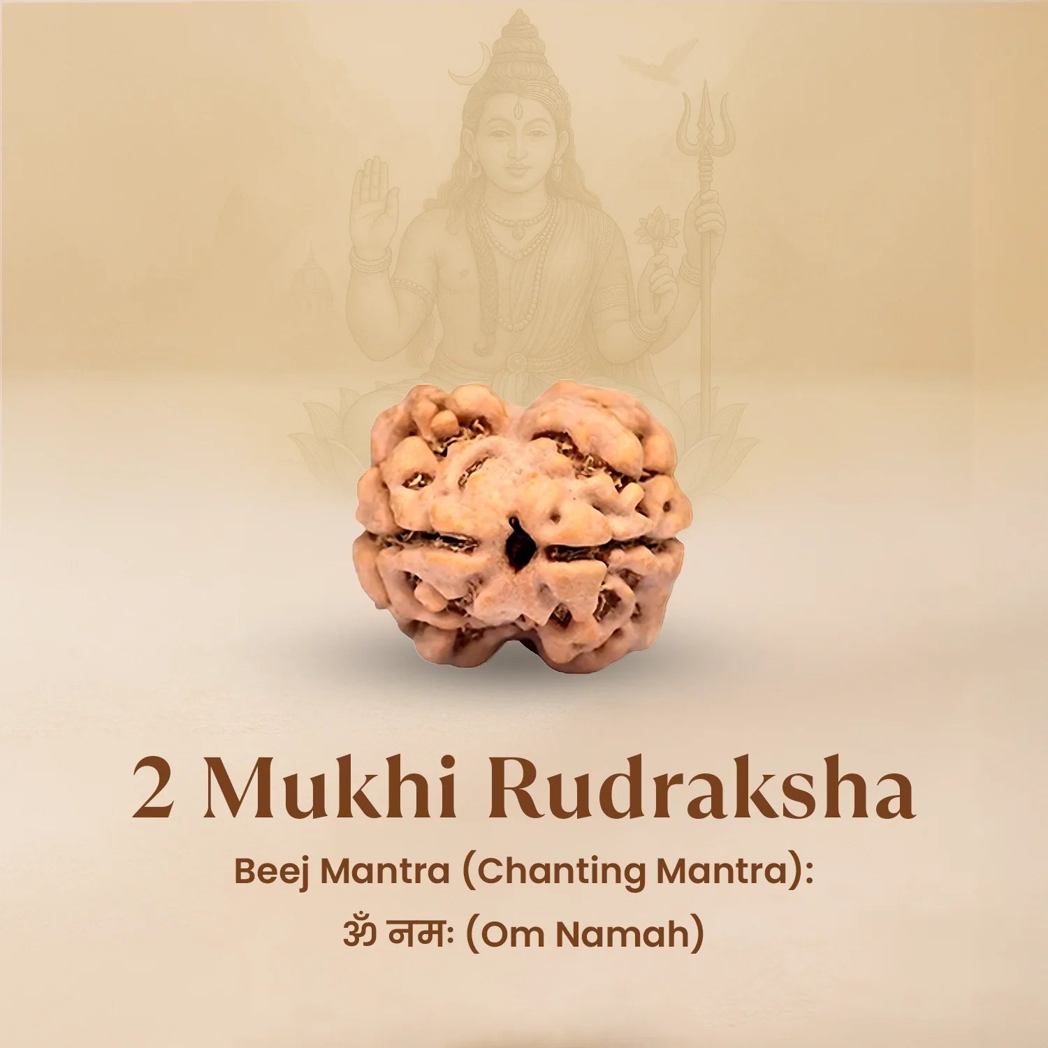 Nepal Origin 2 Mukhi Rudraksha - 17mm to 22mm