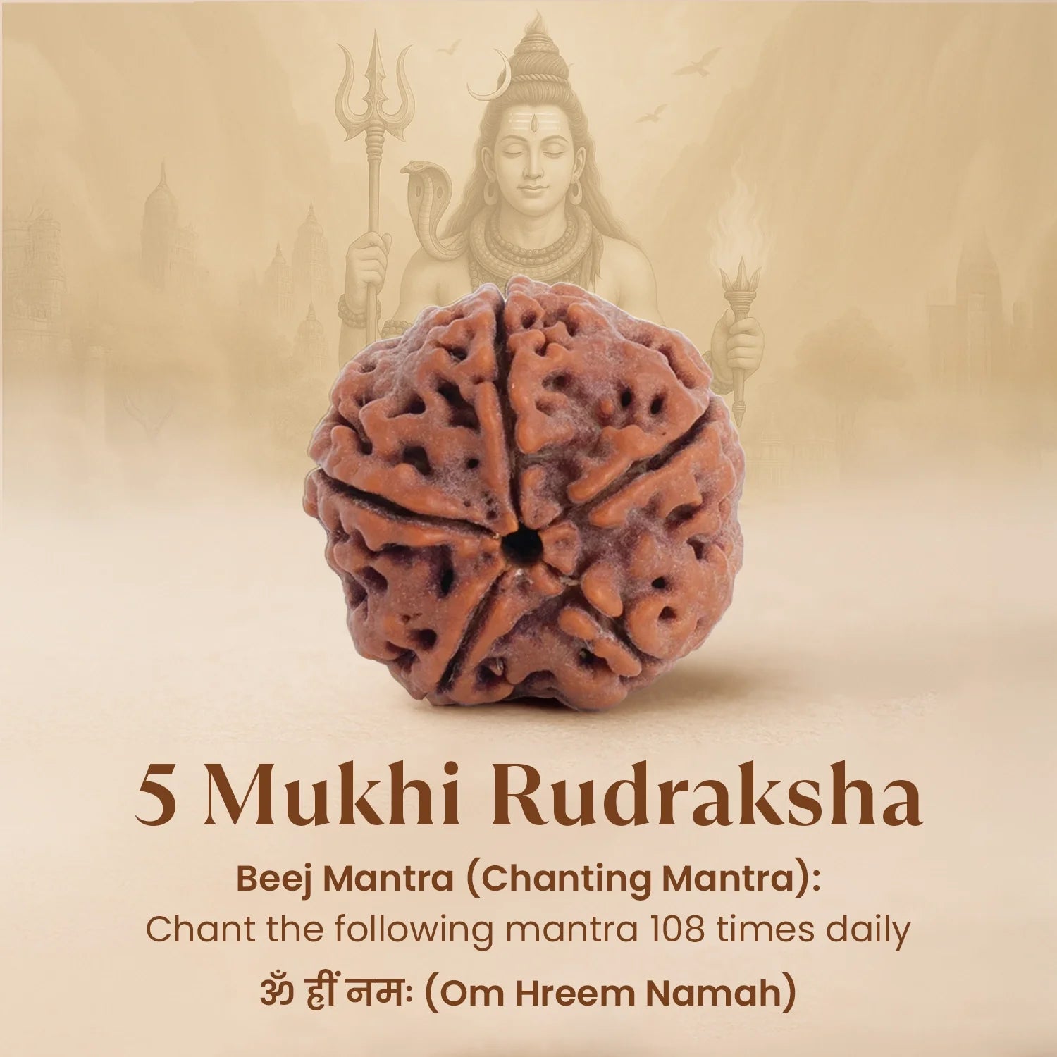 Nepal Origin 5 Mukhi Rudraksha Bead