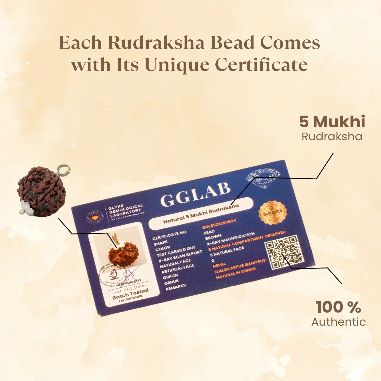Nepal Origin 5 Mukhi Rudraksha - 17mm to 22mm