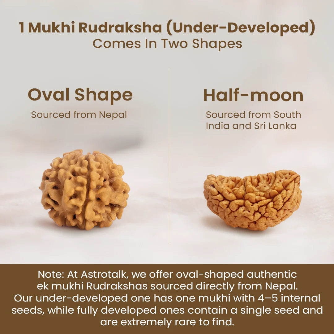Nepal Origin 1 Mukhi Rudraksha - 17mm to 22mm (Under Developed)