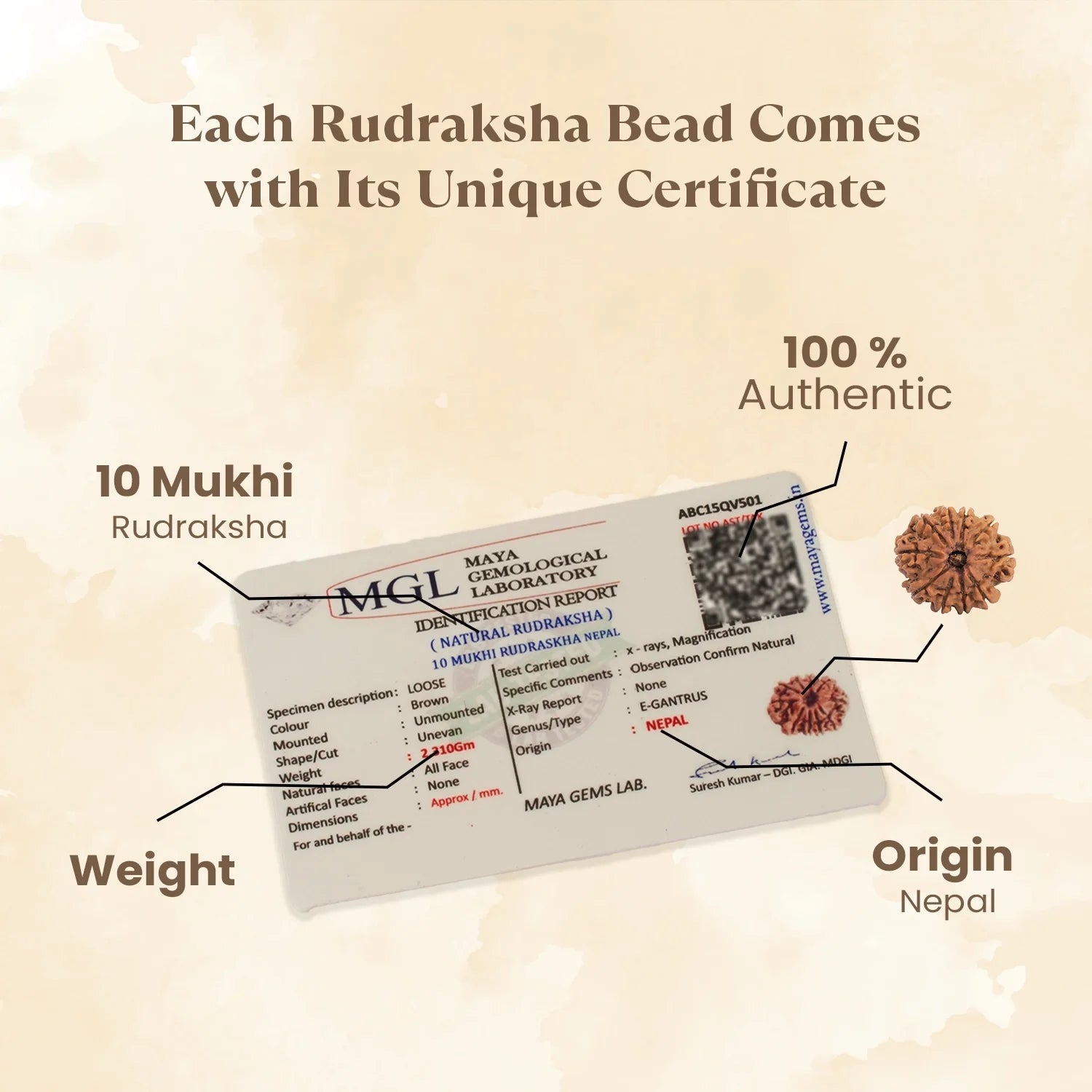 Nepal Origin 10 Mukhi Rudraksha - 17mm to 22mm