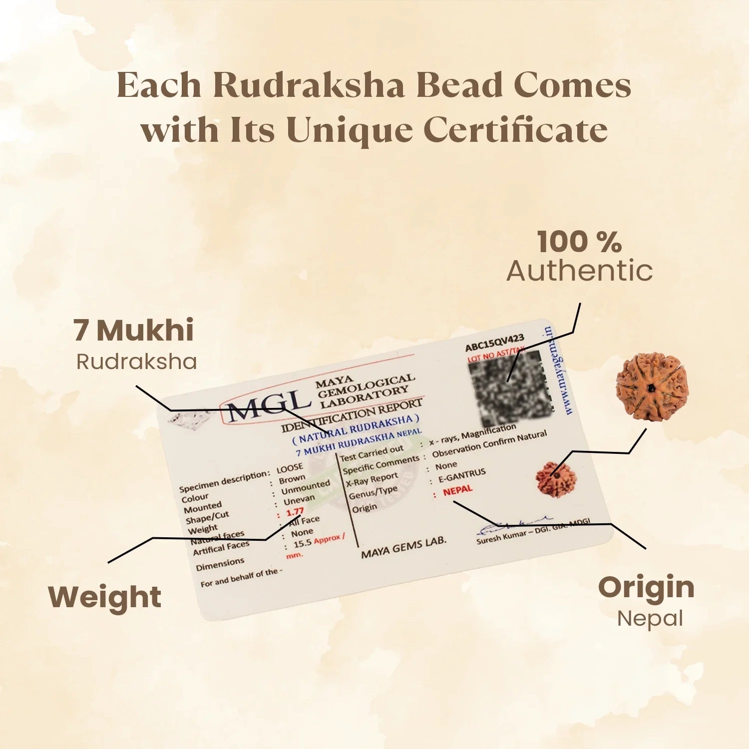 Maha Lakshmi Siddh Nepal Origin 7 Mukhi Rudraksha - 17mm to 22mm